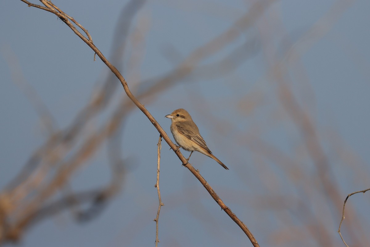 Isabelline Shrike - ML645583873