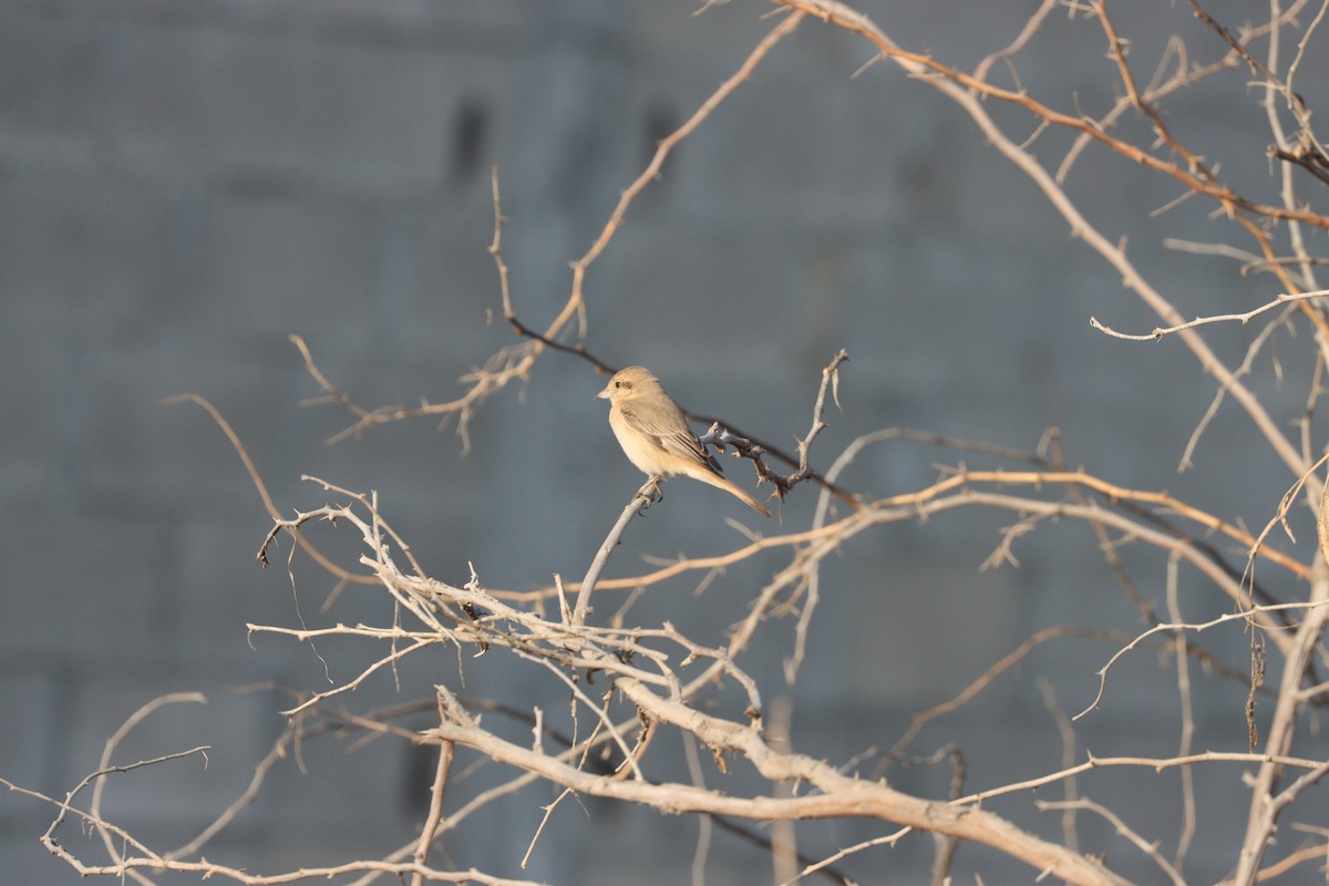 Isabelline Shrike - ML645583874