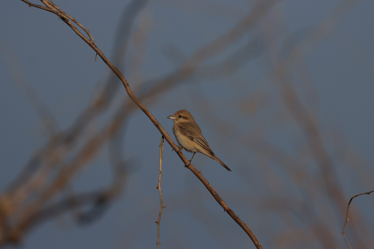 Isabelline Shrike - ML645583875