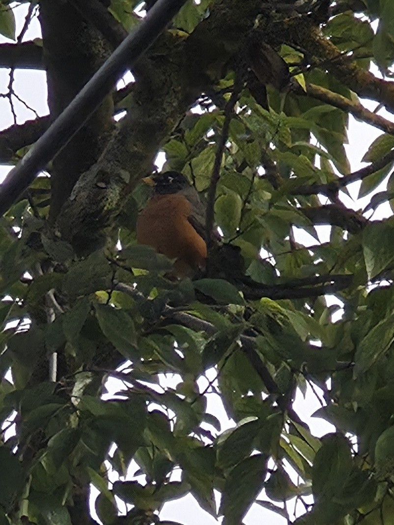 Странствующий дрозд - ML645583899