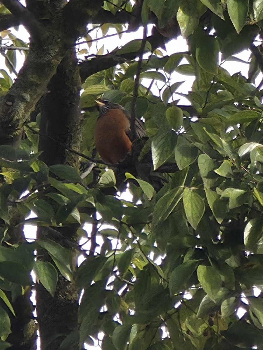 Странствующий дрозд - ML645583900