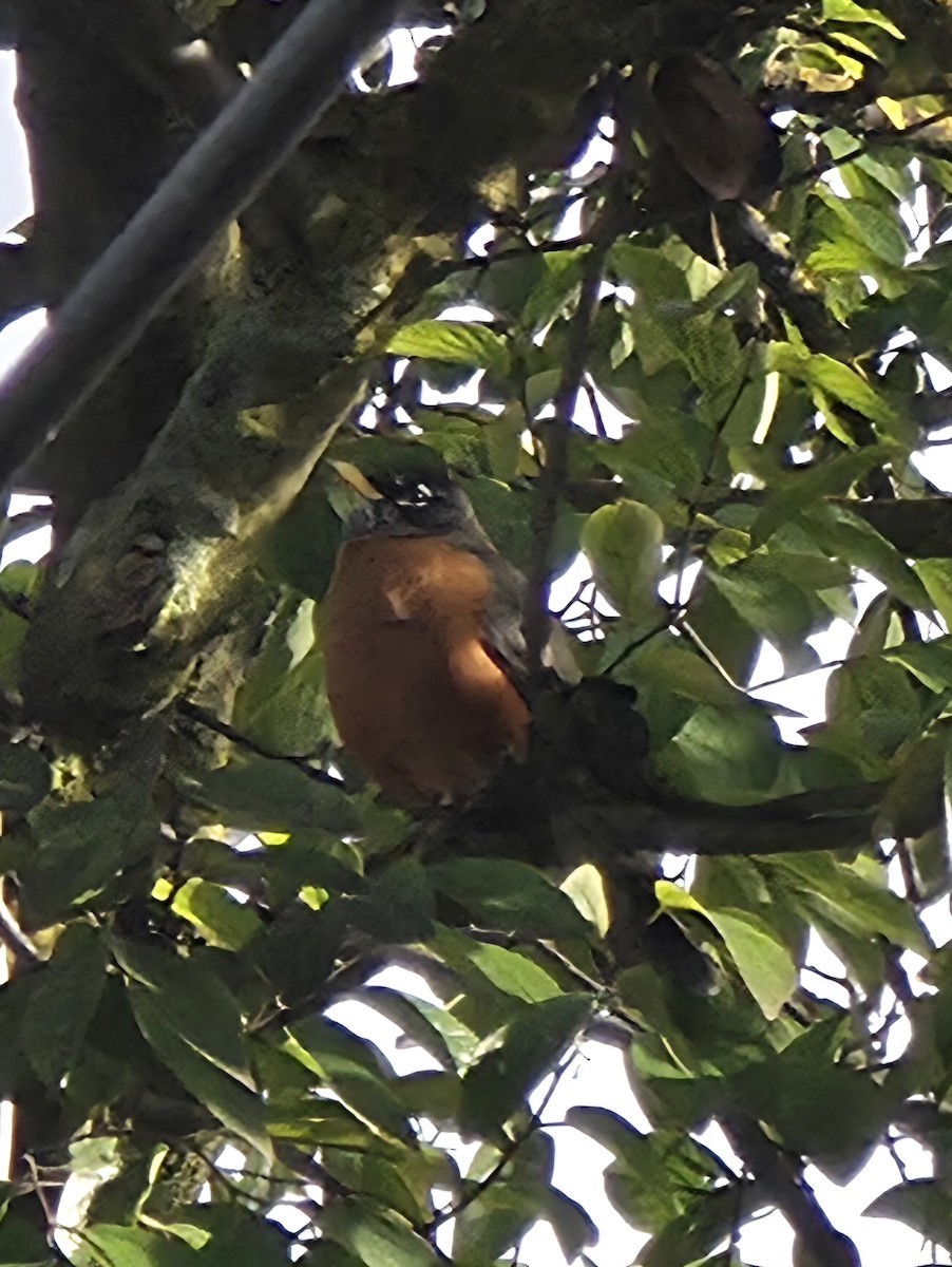 Странствующий дрозд - ML645583901