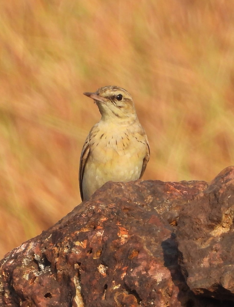Tawny Pipit - ML645583907