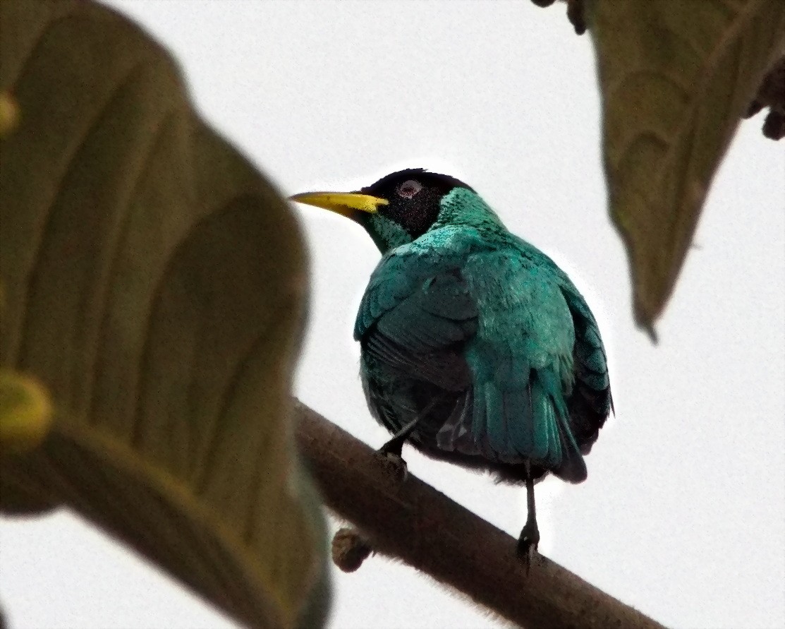 Green Honeycreeper - ML645583917