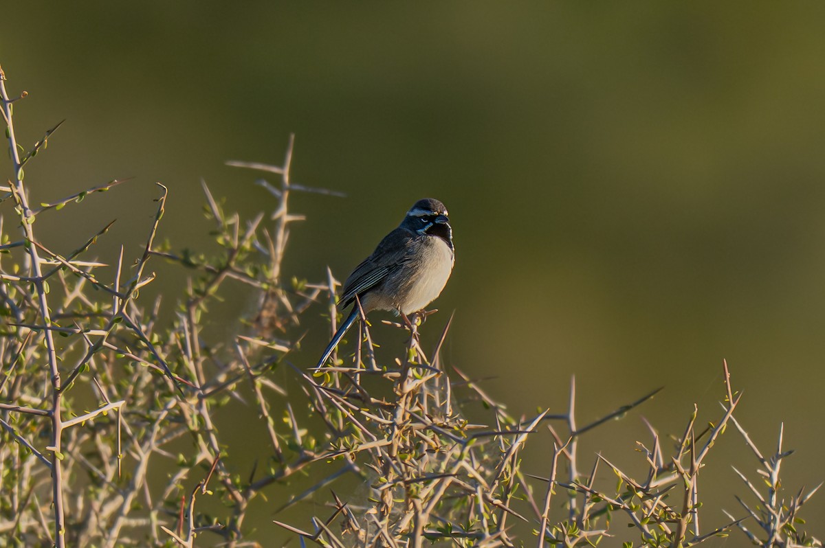 Black-throated Sparrow - ML645583918