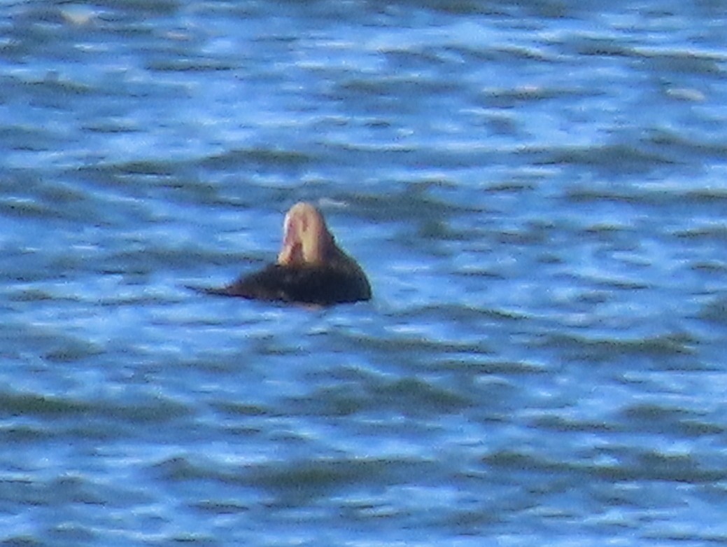 Common Eider - ML645583920