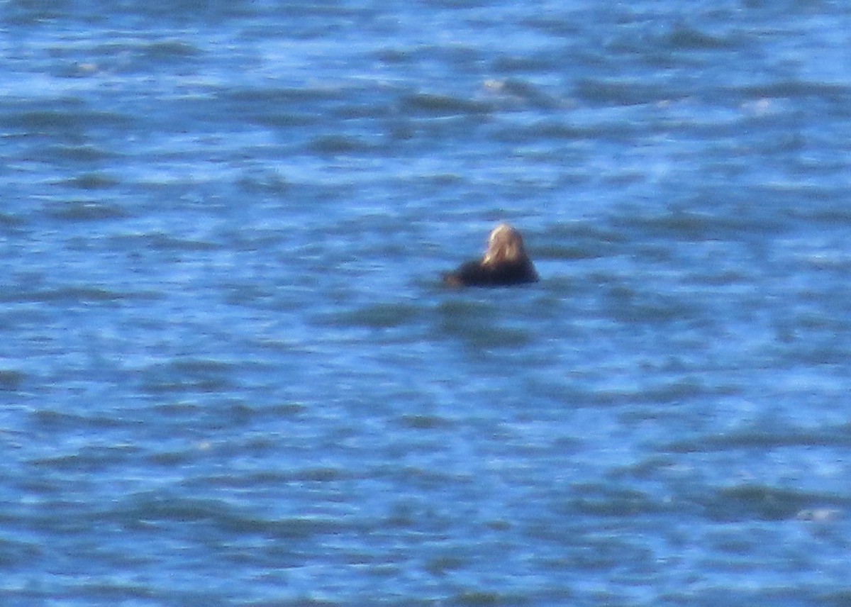 Common Eider - ML645583921