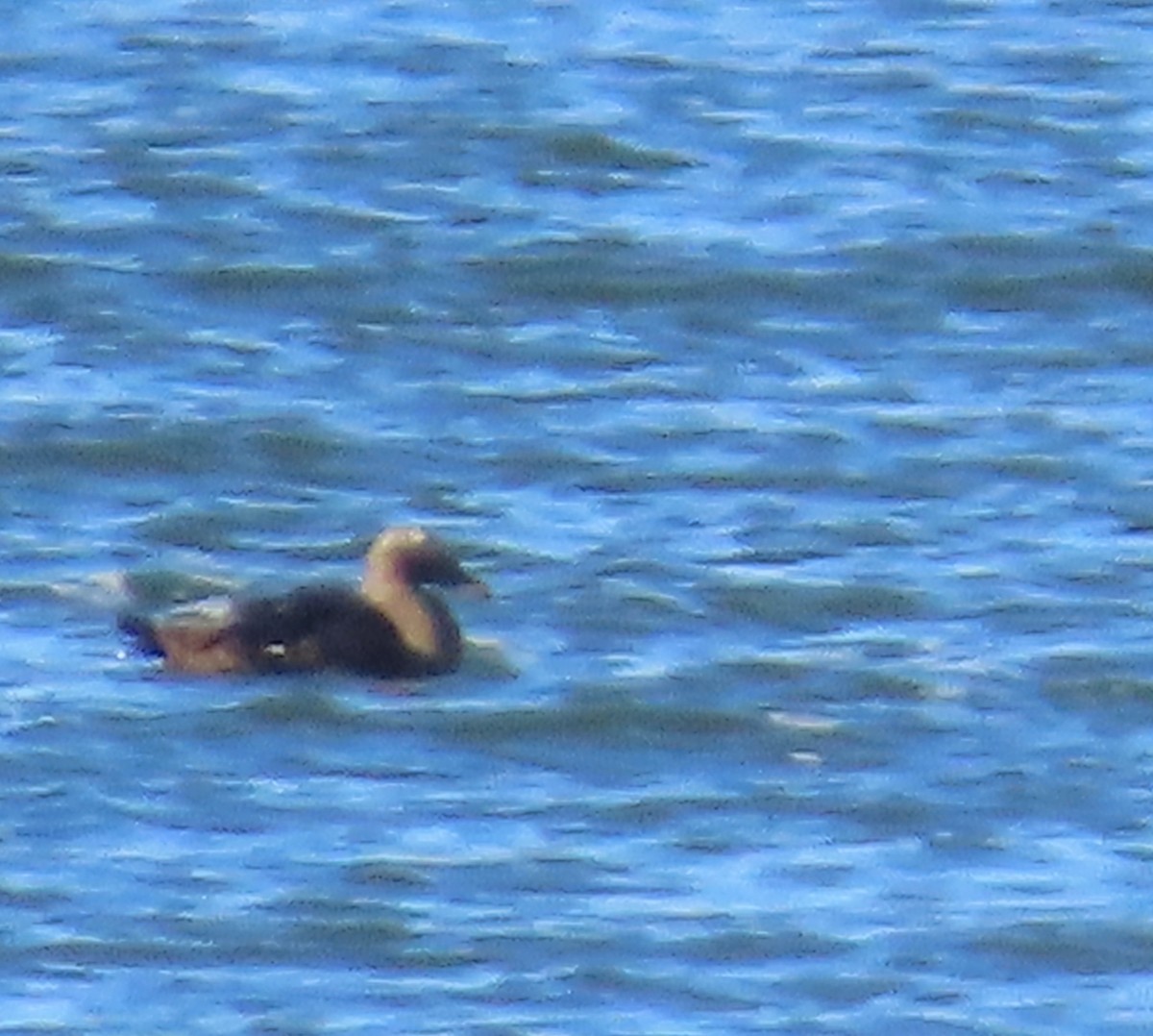 Common Eider - ML645583922