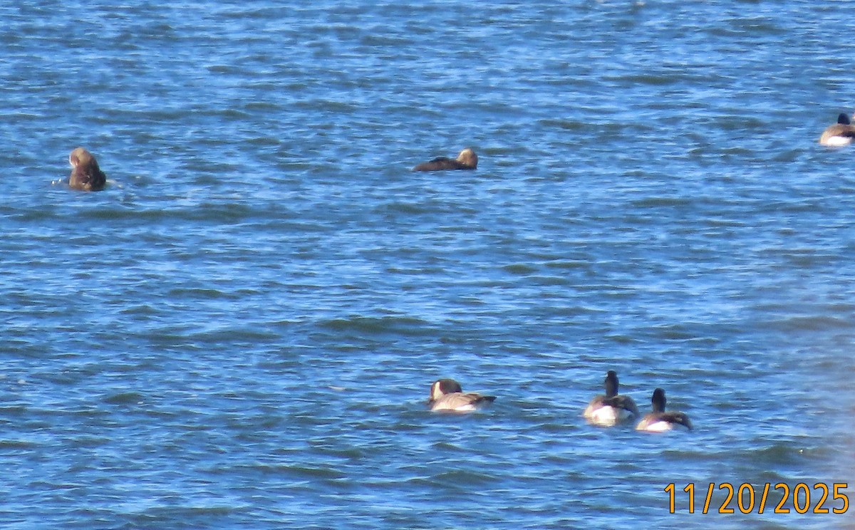 Common Eider - ML645583923