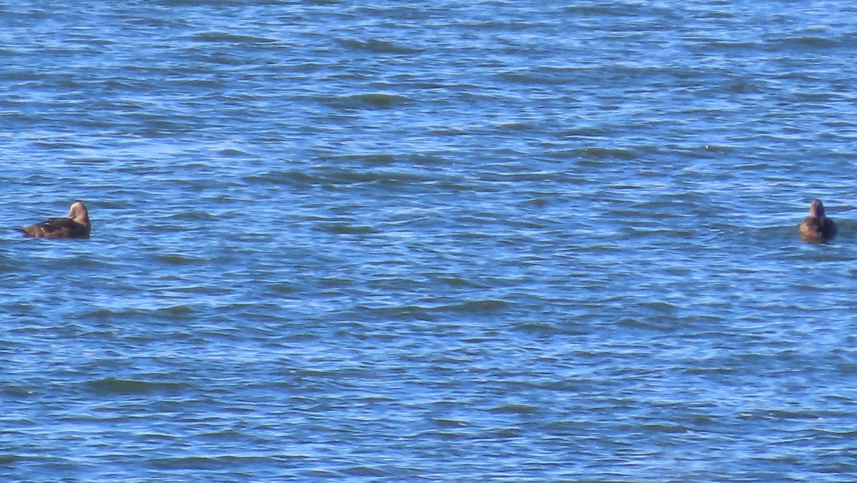 Common Eider - ML645583924