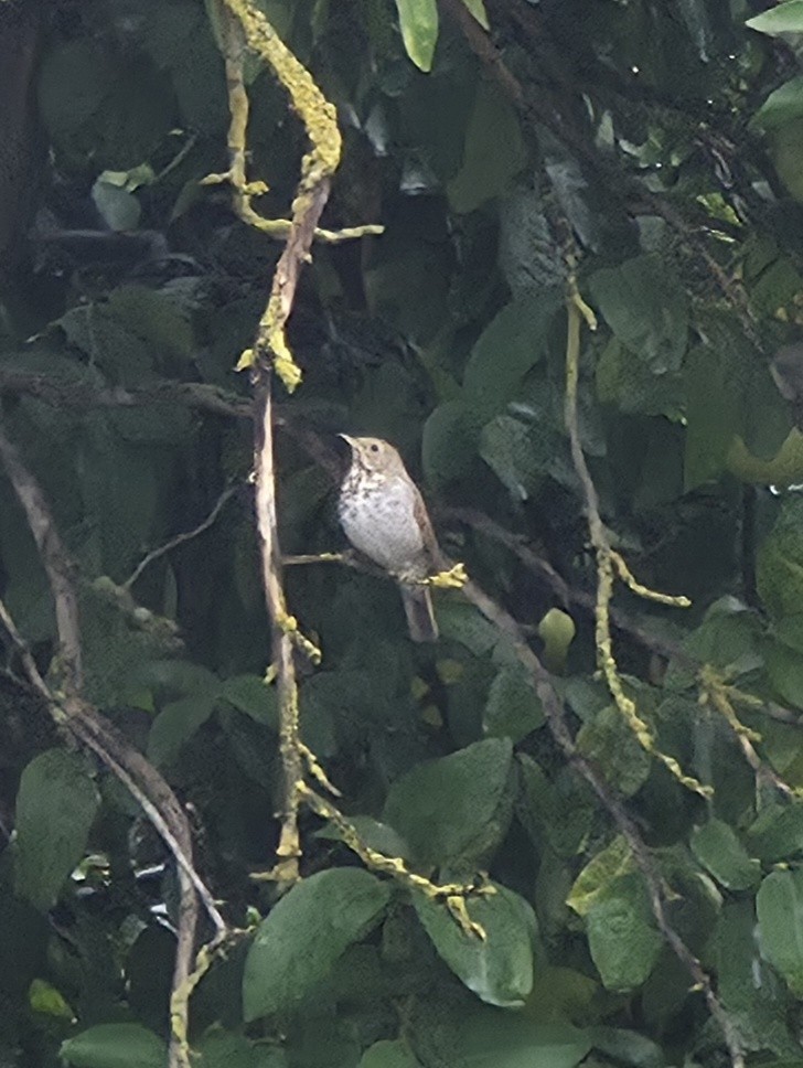 Hermit Thrush - ML645583935