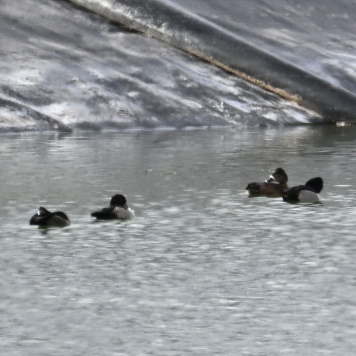 Ring-necked Duck - ML645583940