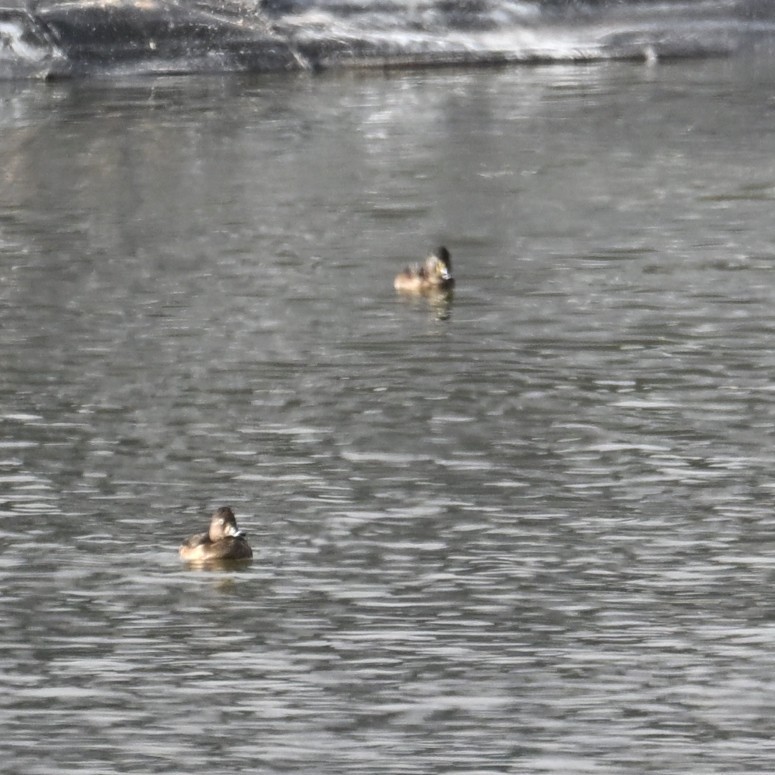 Ring-necked Duck - ML645583941