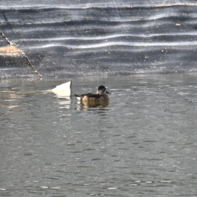 Ring-necked Duck - ML645583946