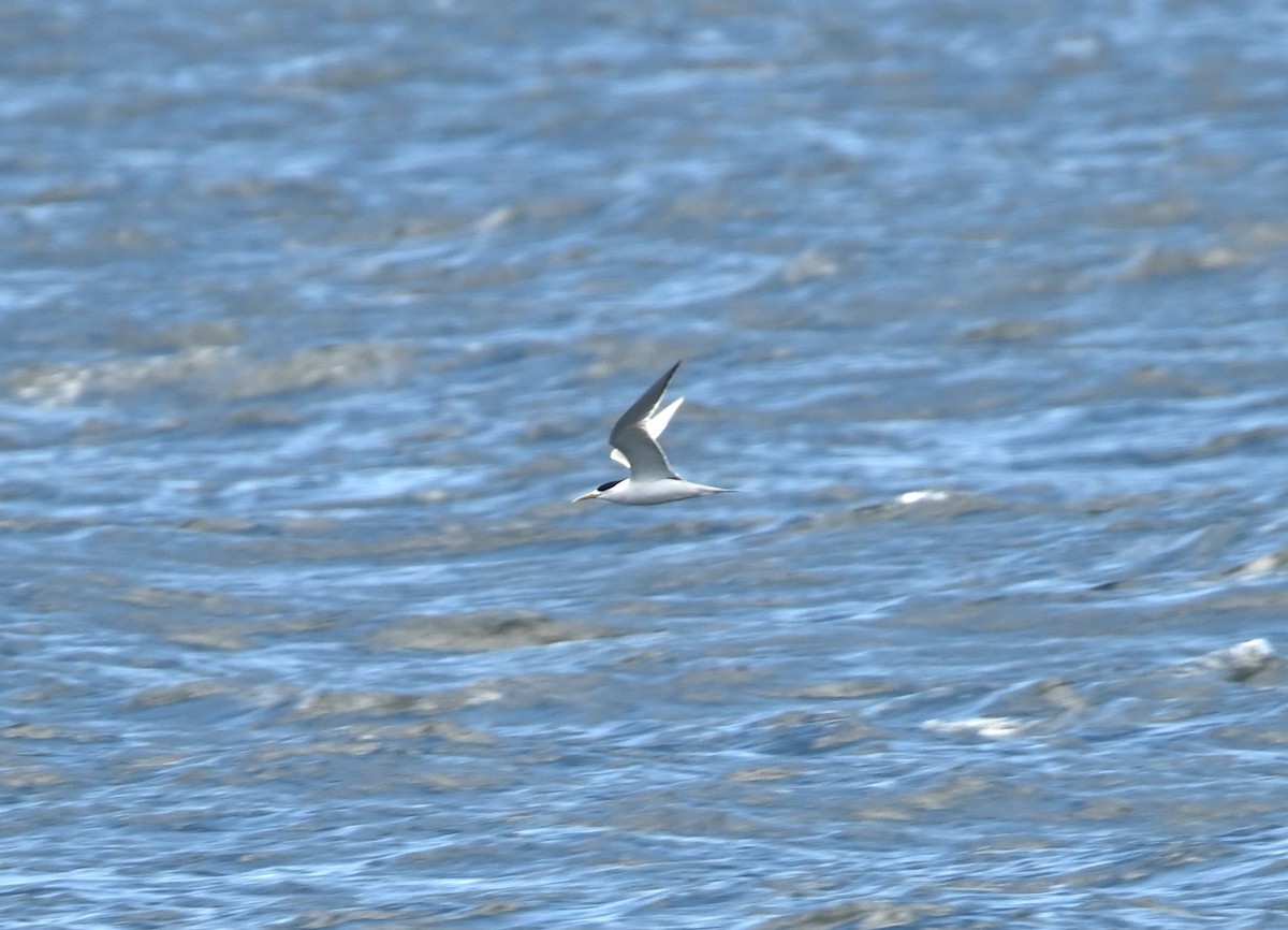 Great Crested Tern - ML645583949