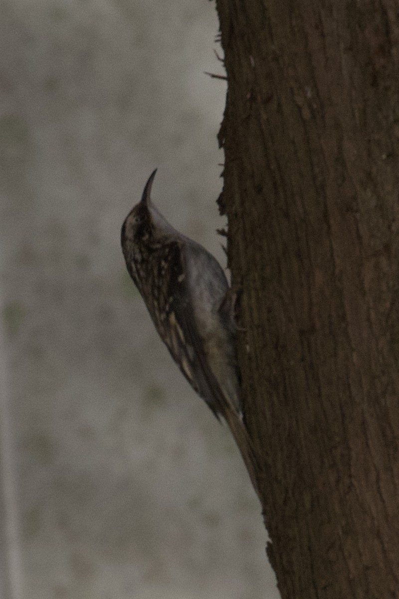Brown Creeper - ML645583952
