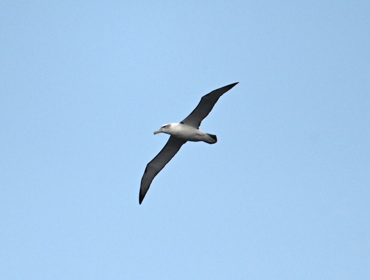 White-capped Albatross - ML645583954