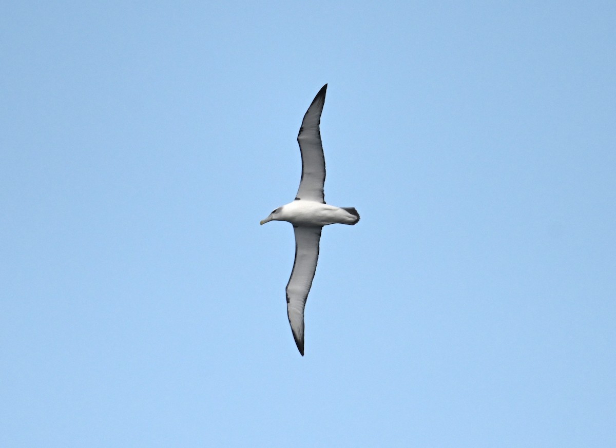 White-capped Albatross - ML645583955