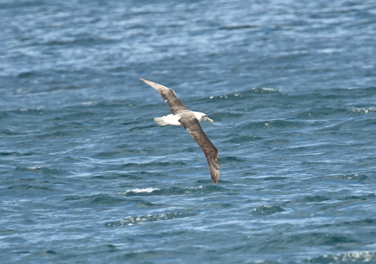 White-capped Albatross - ML645583957