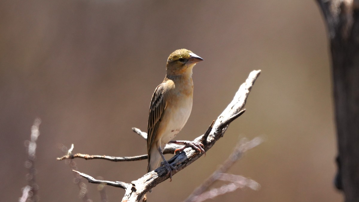 Chestnut Weaver - ML645583958