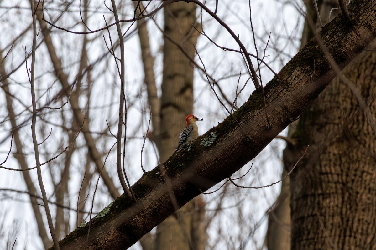 Red-bellied Woodpecker - ML645583960