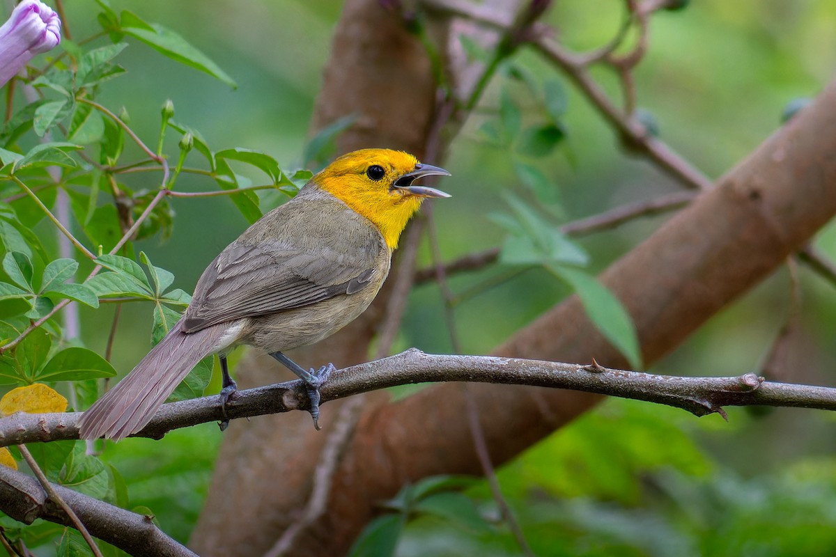 Orange-headed Tanager - ML645583966