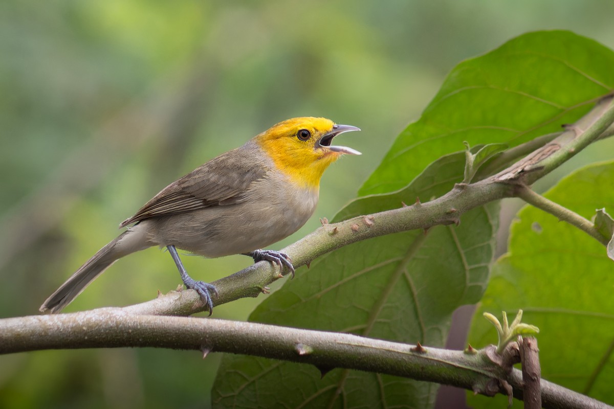 Orange-headed Tanager - ML645583967
