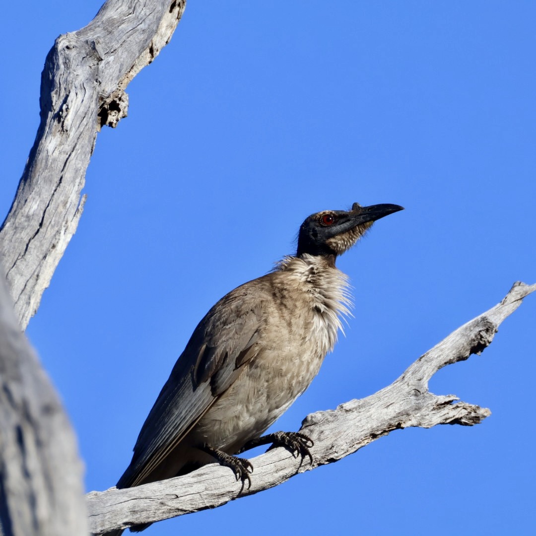 Noisy Friarbird - ML645583969