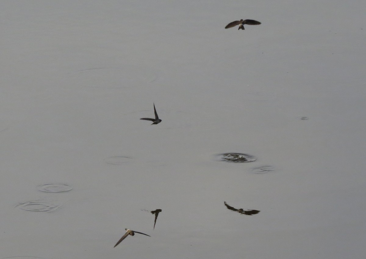 White-nest Swiftlet (Germain's) - ML645583970