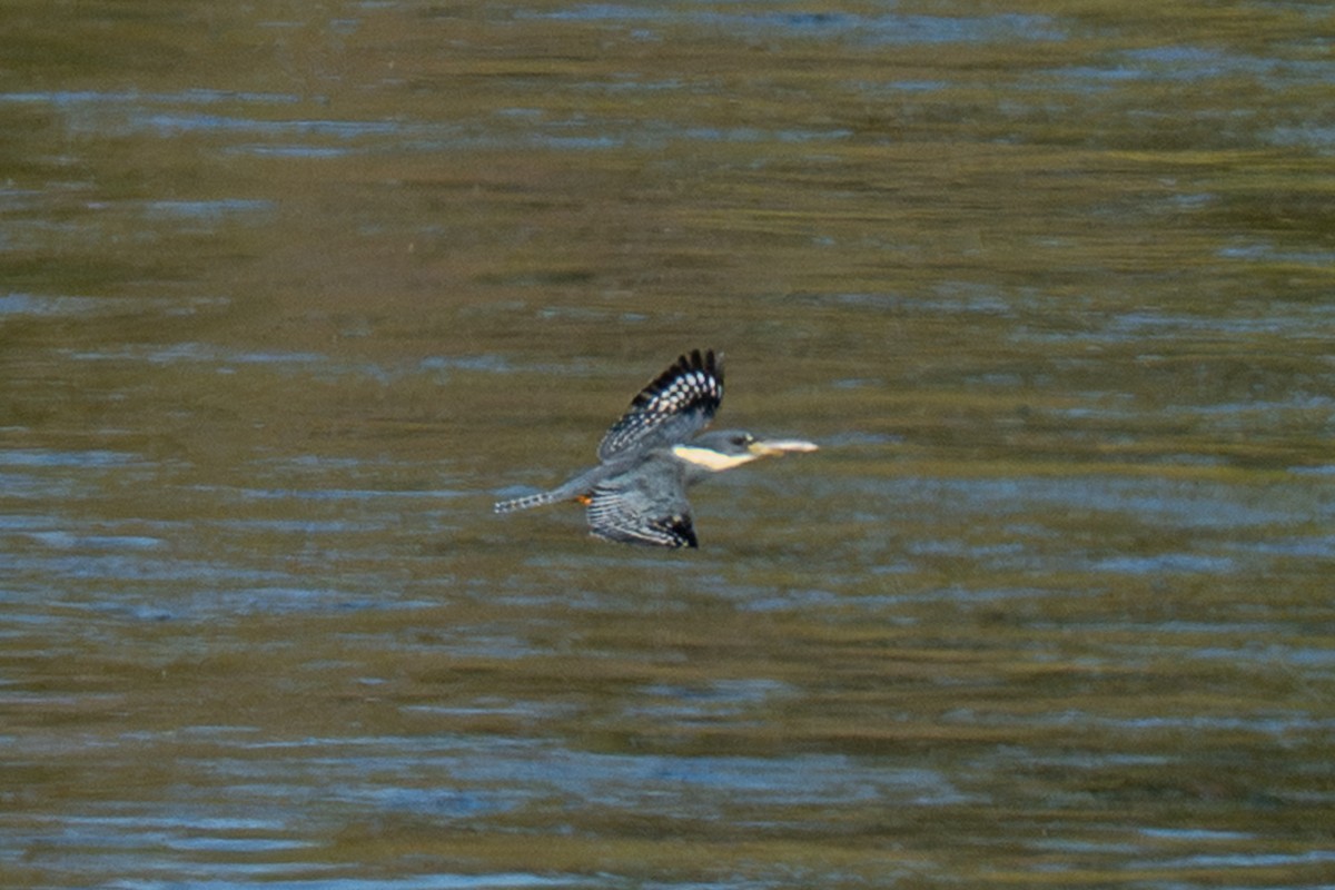 Ringed Kingfisher - ML645583971