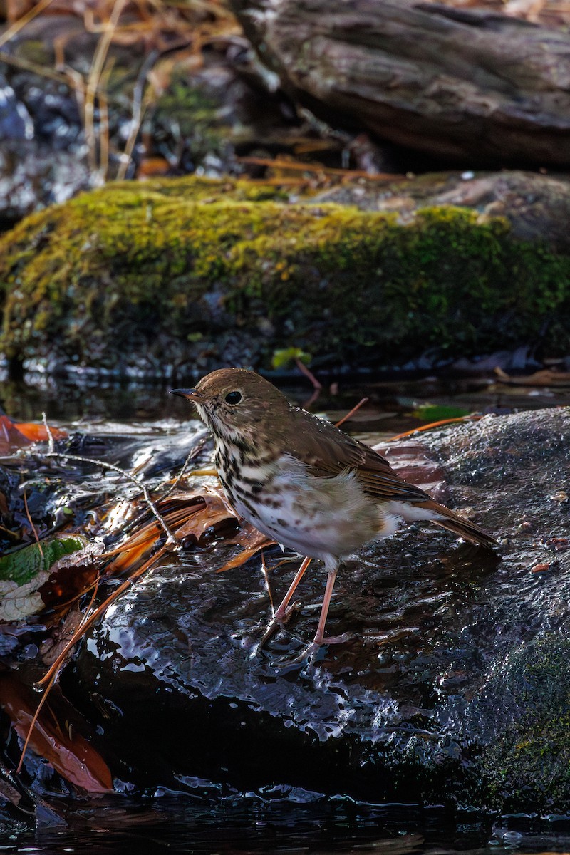 Hermit Thrush - ML645583972