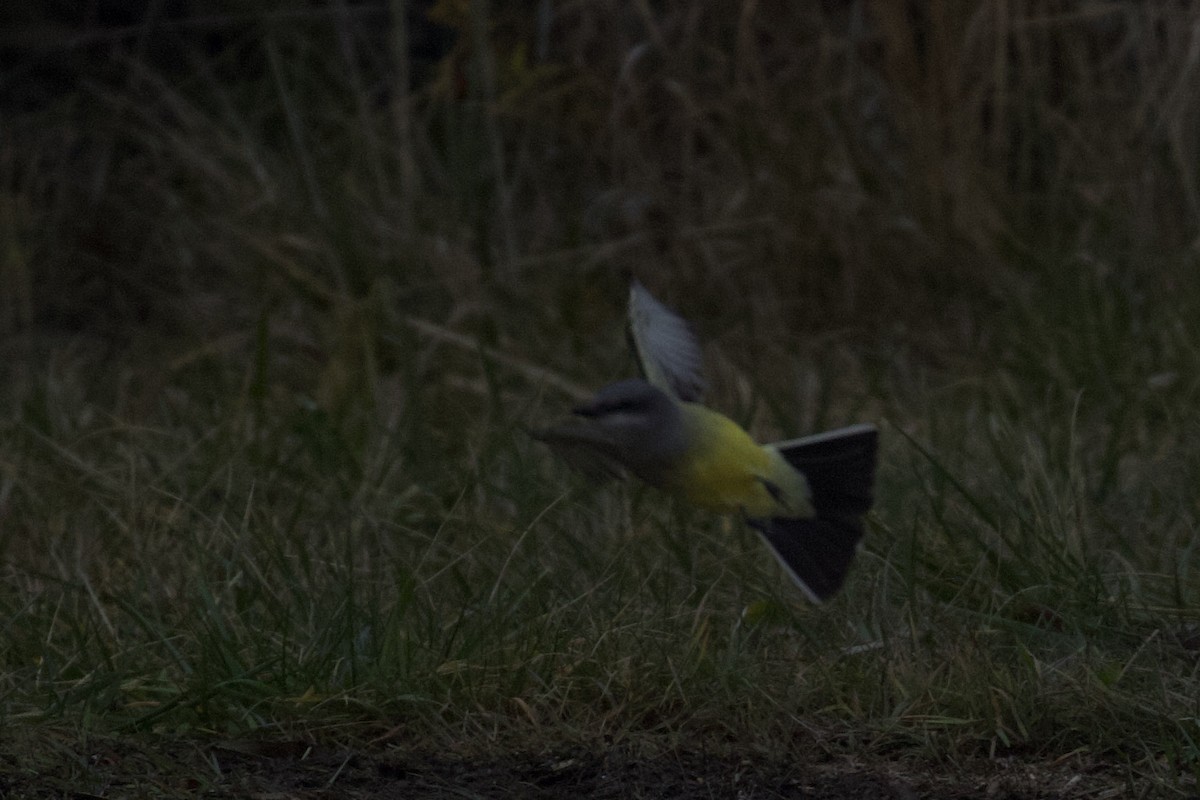 Western Kingbird - ML645583973