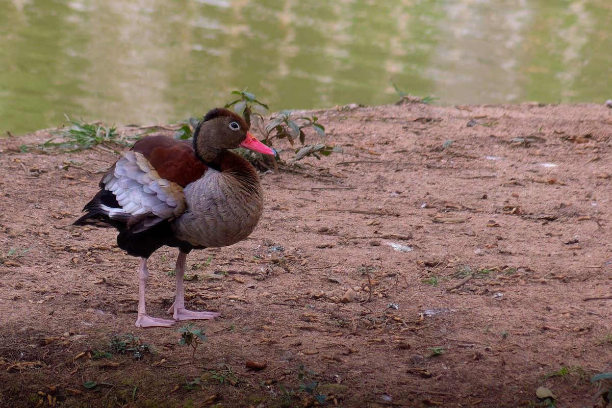 Black-bellied Whistling-Duck - ML645583975