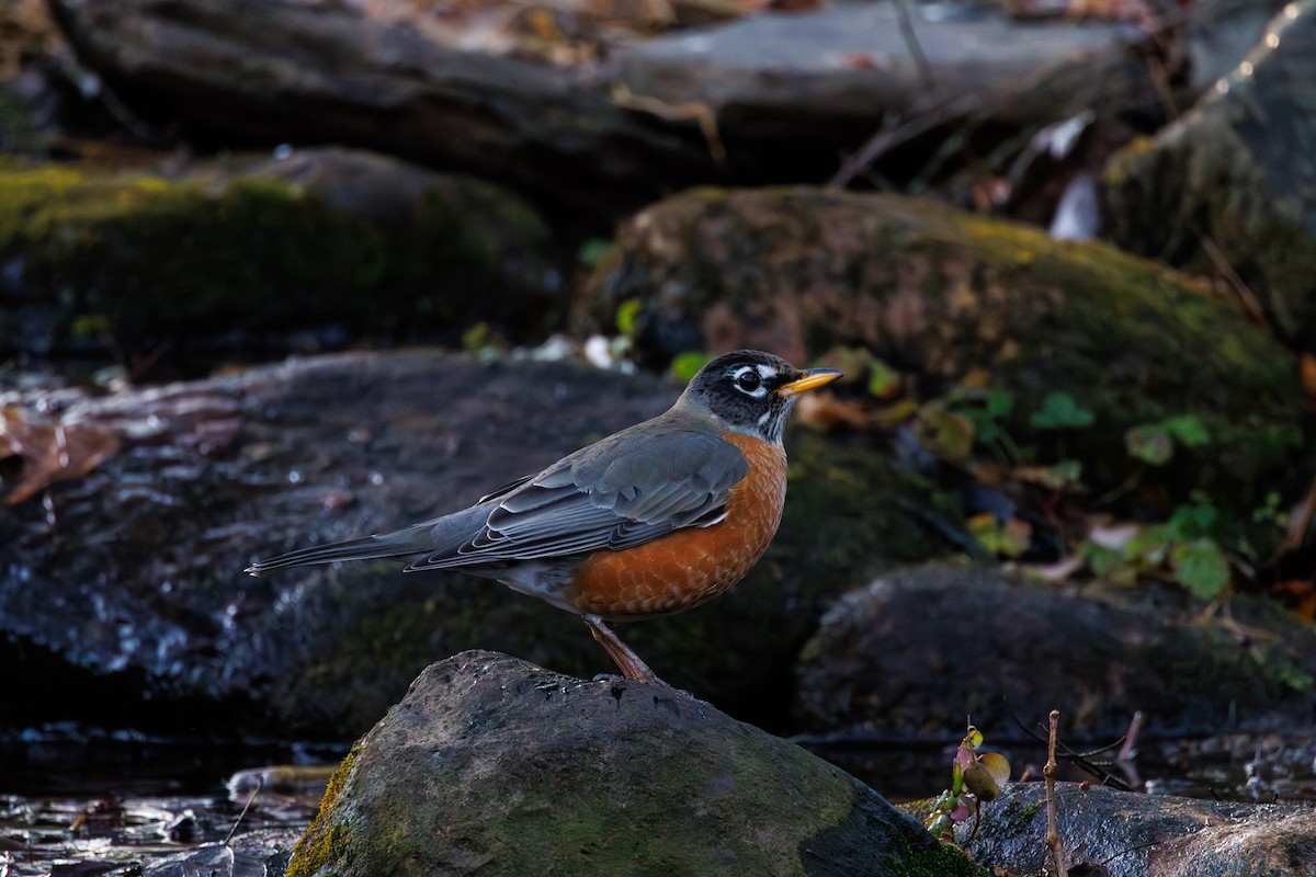 American Robin - ML645583978