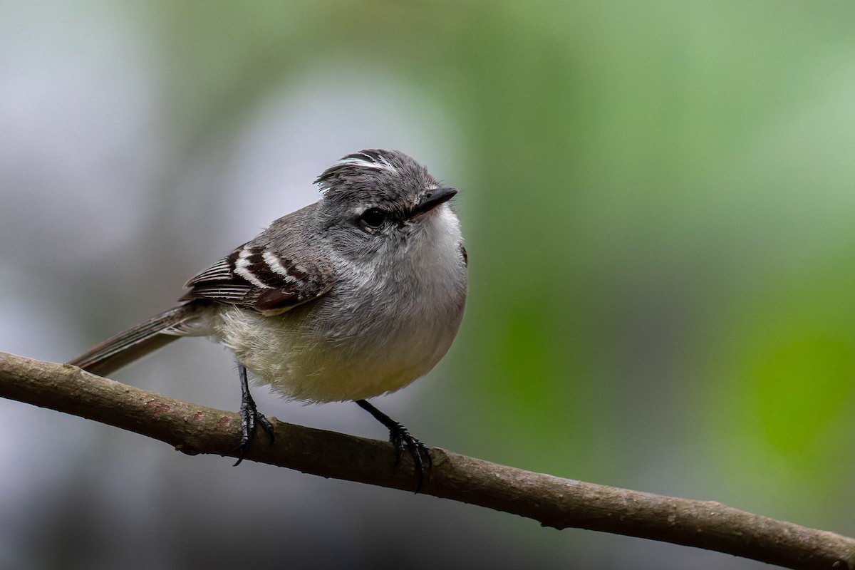White-crested Tyrannulet - ML645583979