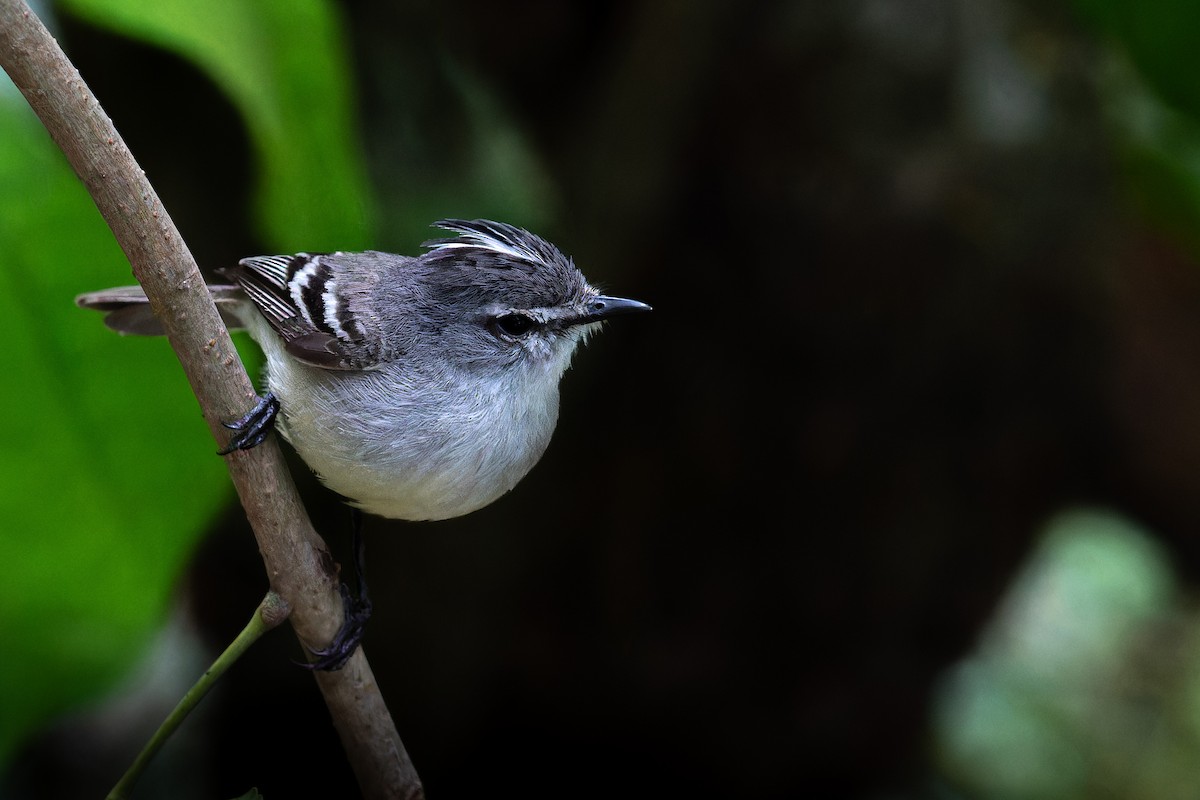 White-crested Tyrannulet - ML645583980