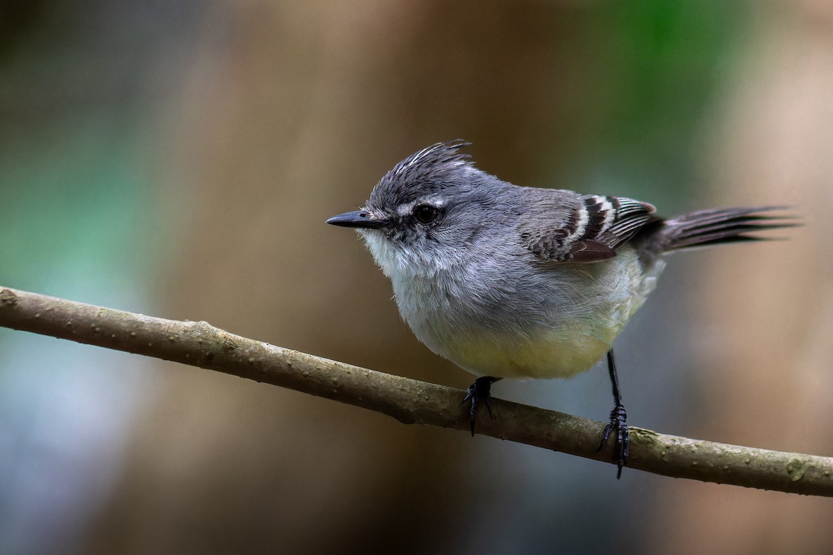 White-crested Tyrannulet - ML645583982