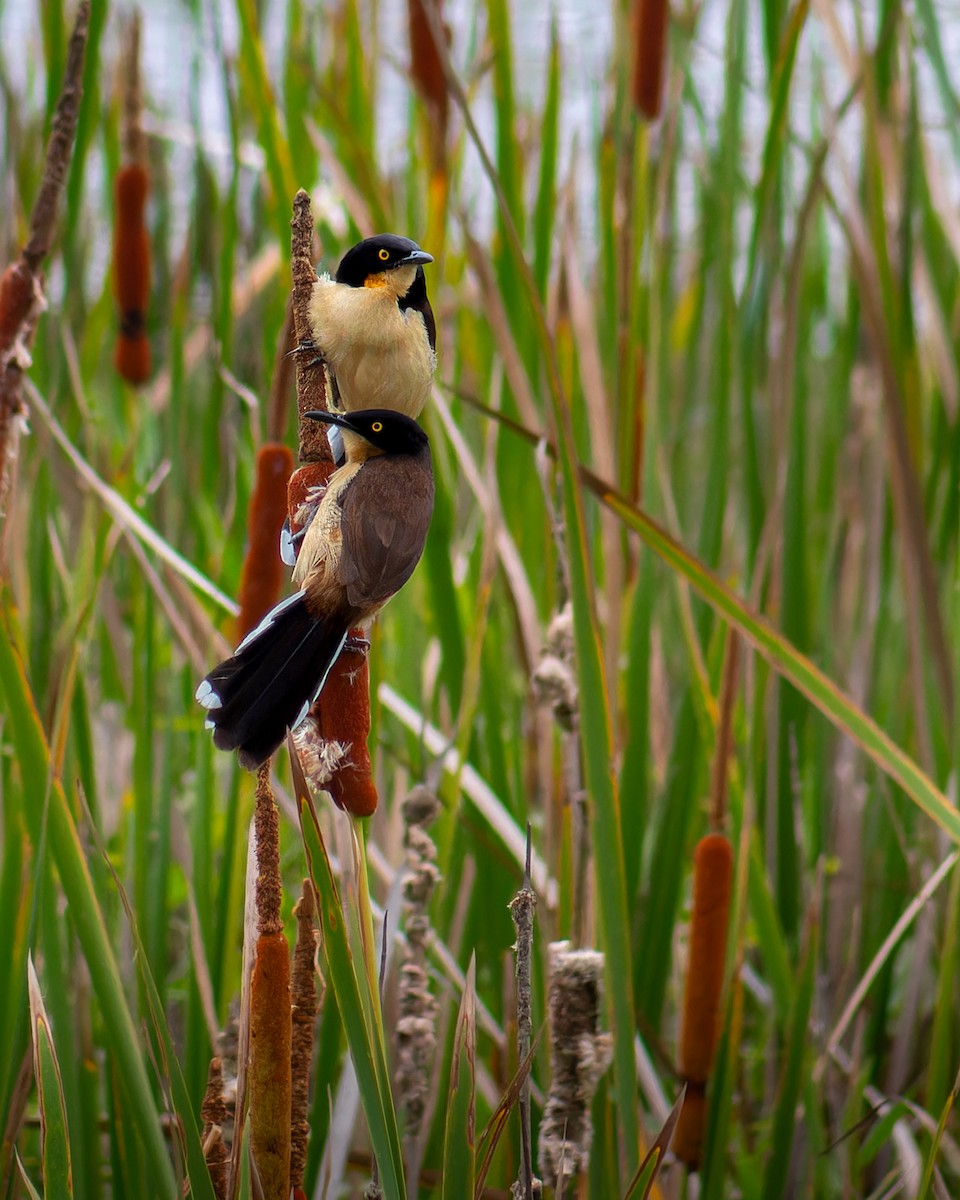 Black-capped Donacobius - ML645583984