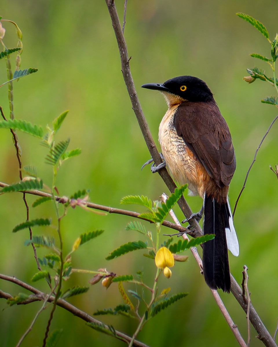 Black-capped Donacobius - ML645583985