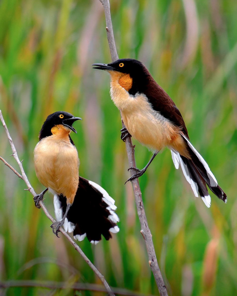 Black-capped Donacobius - ML645583986