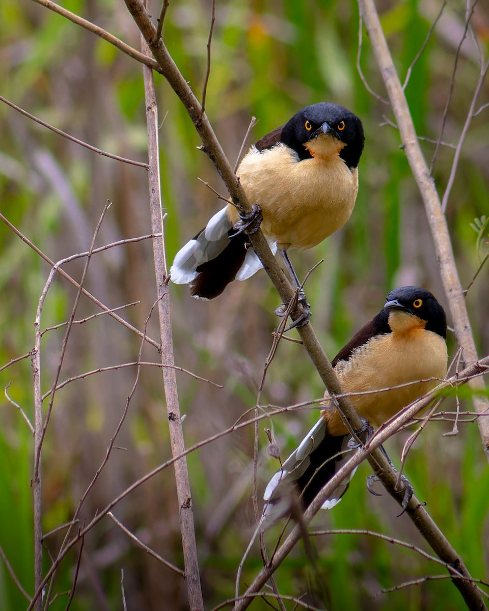 Black-capped Donacobius - ML645583987