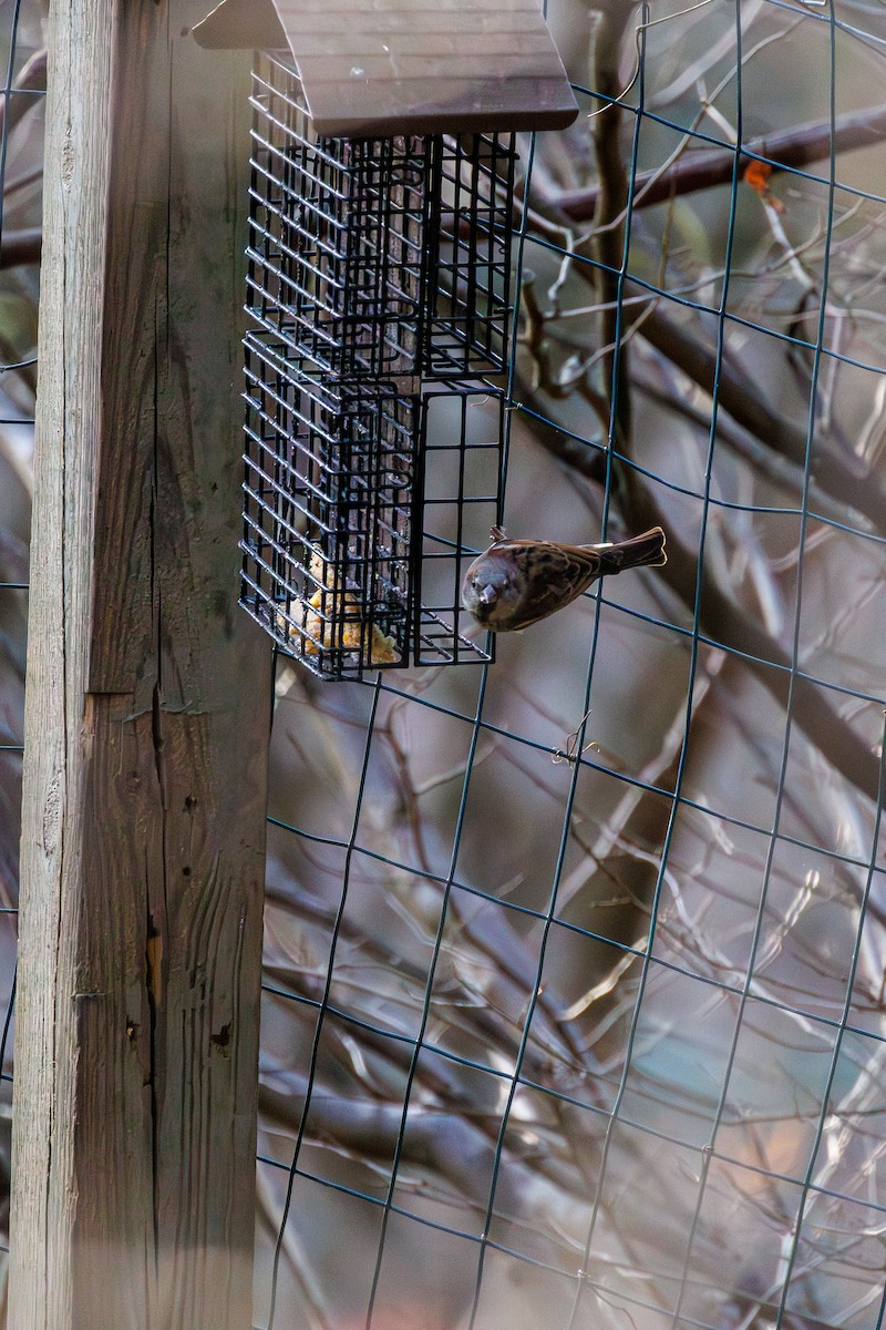 House Sparrow - ML645583989