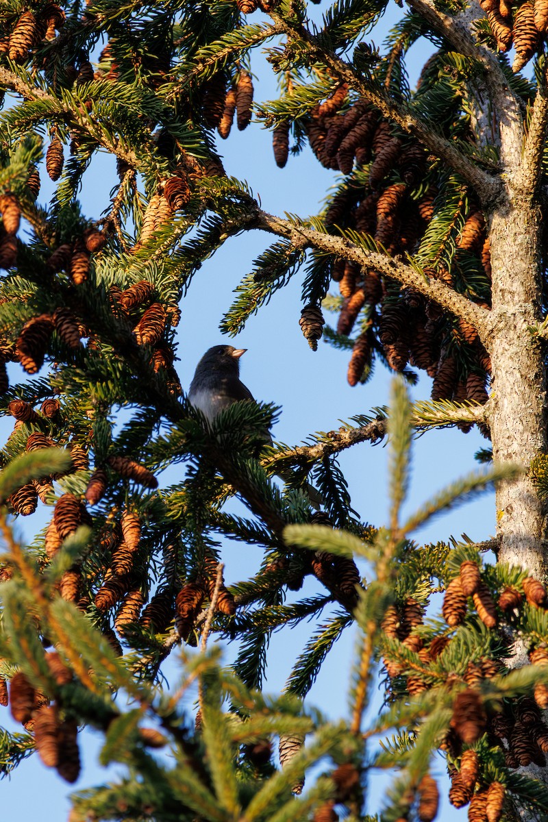 Dark-eyed Junco - ML645583991