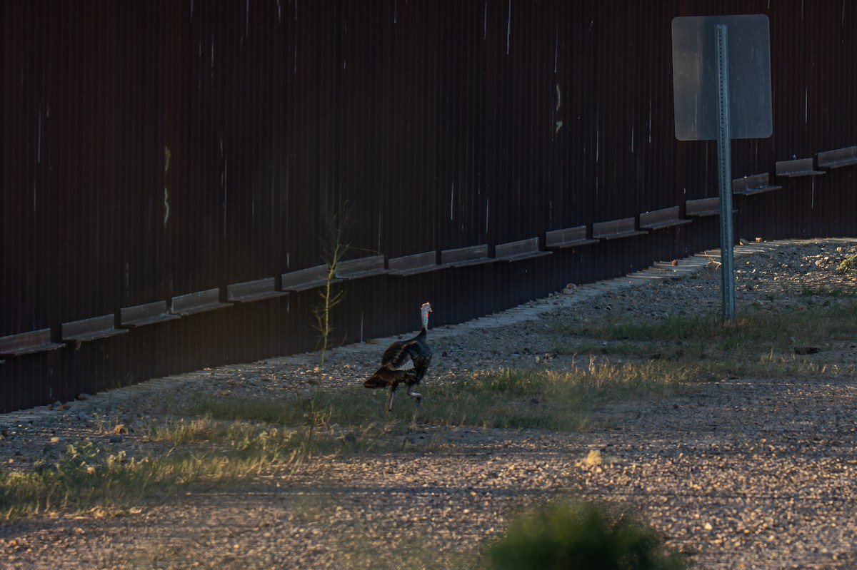 Wild Turkey - ML645583992