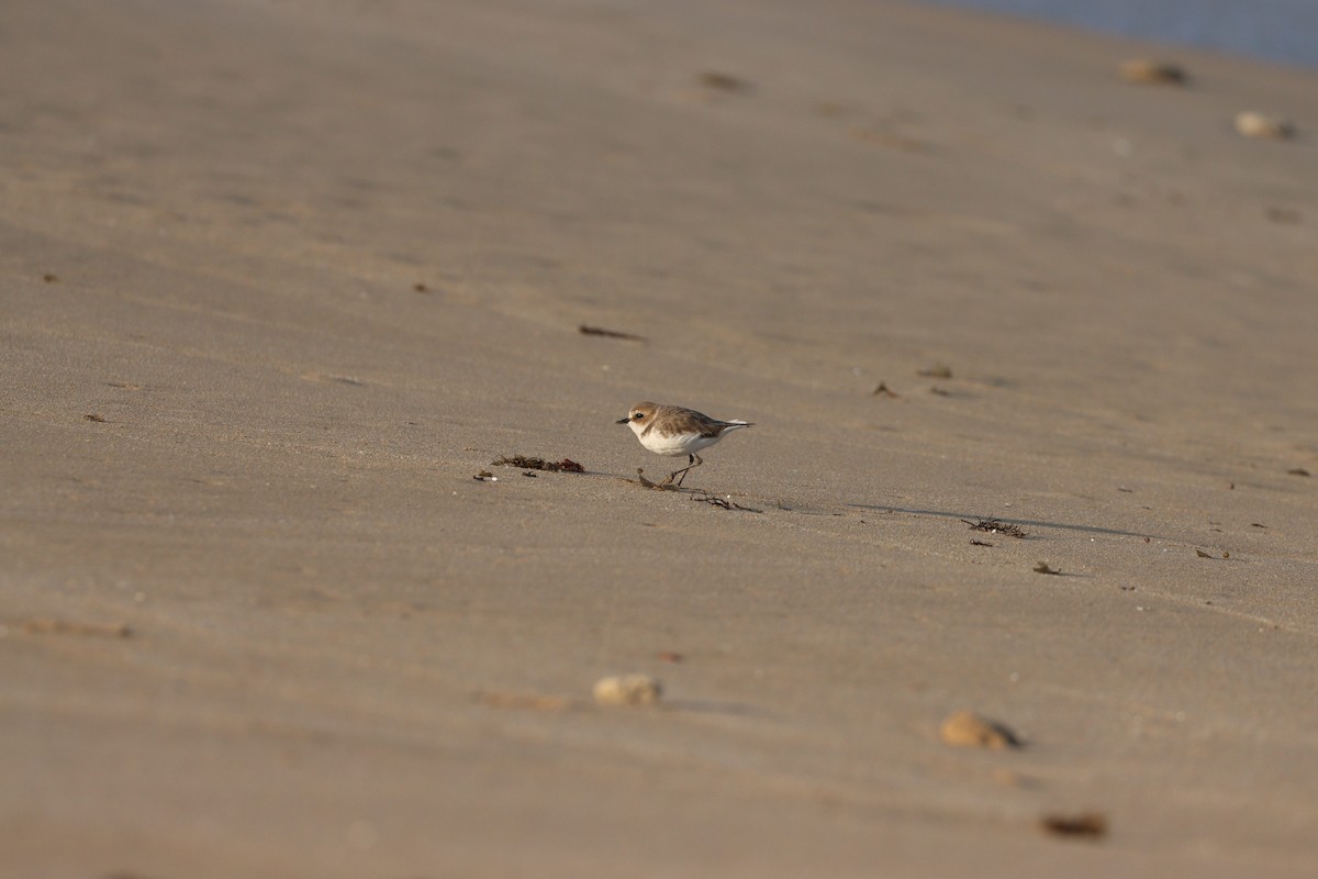 Pluvier à collier interrompu - ML645584004