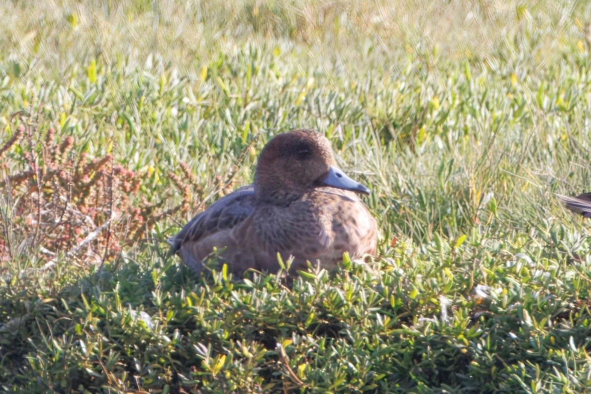 Ahate txistulari eurasiarra - ML645584005