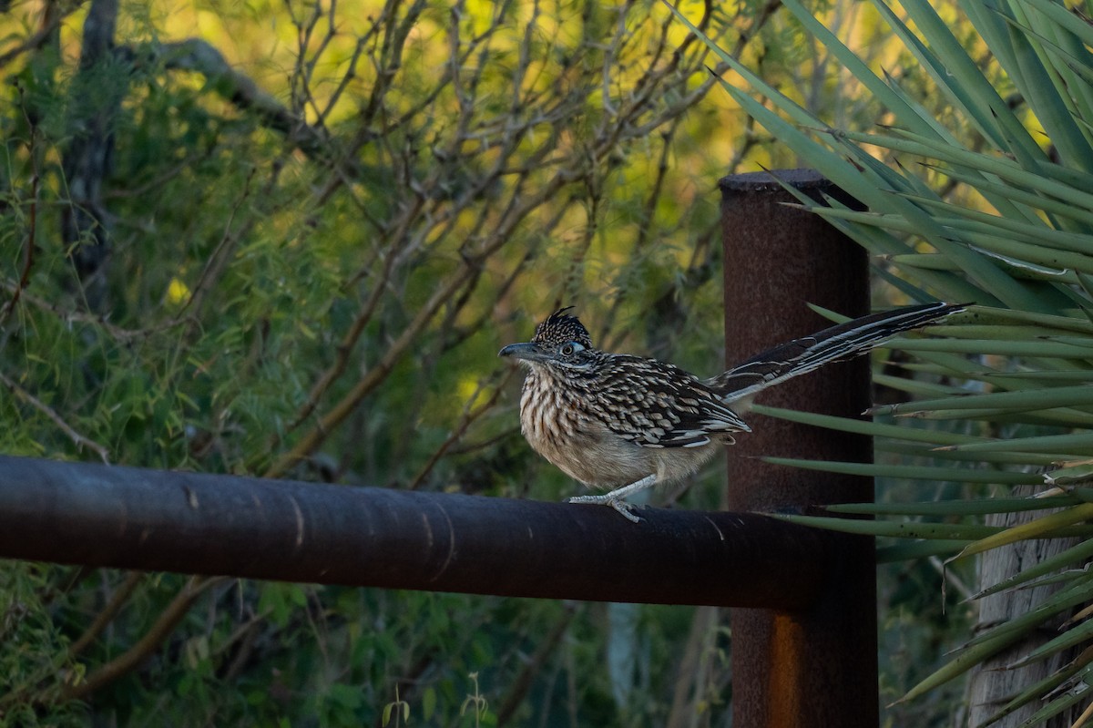 Grand Géocoucou - ML645584008