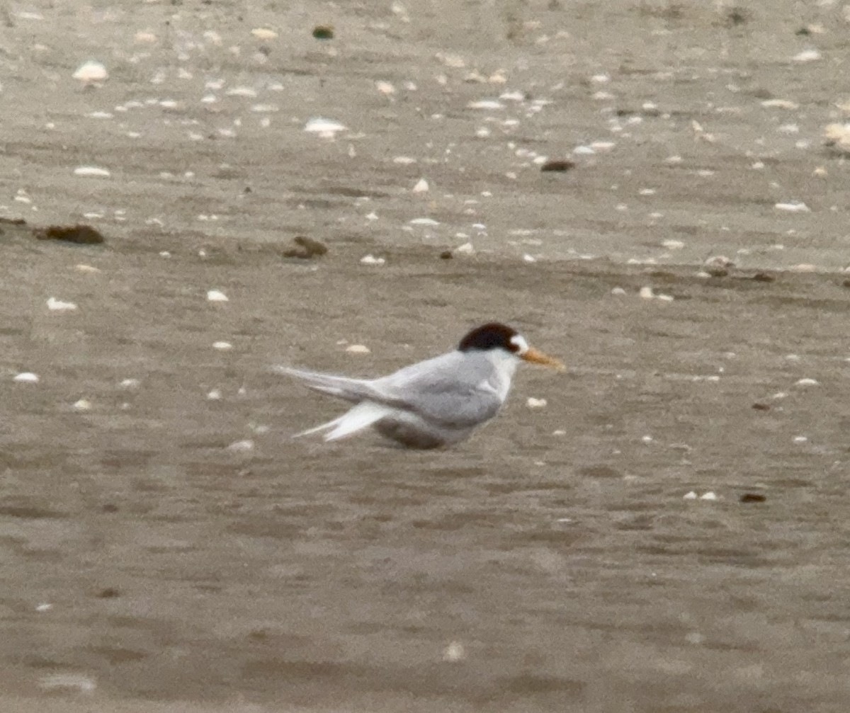 Australian Fairy Tern - ML645584009