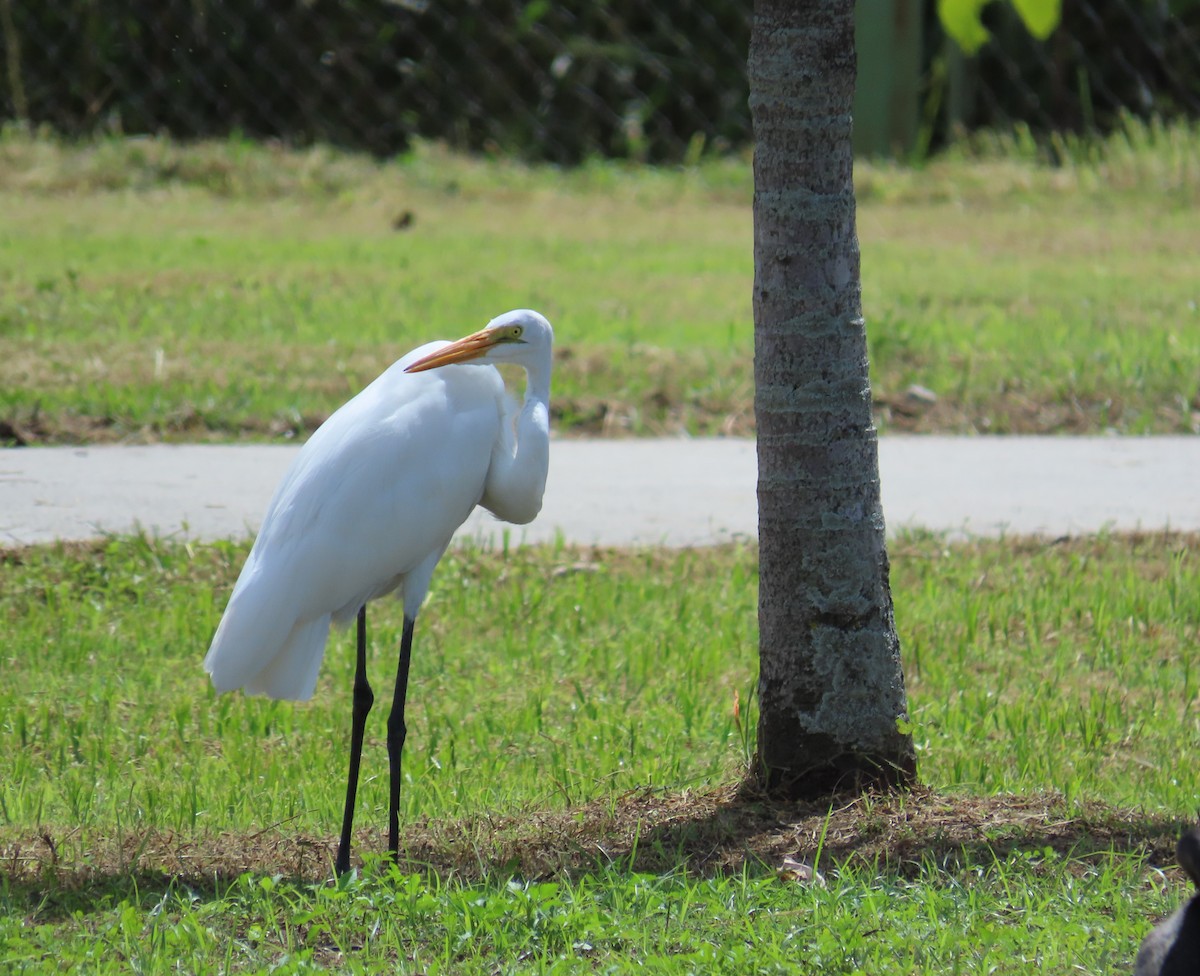 Grande Aigrette - ML645584010