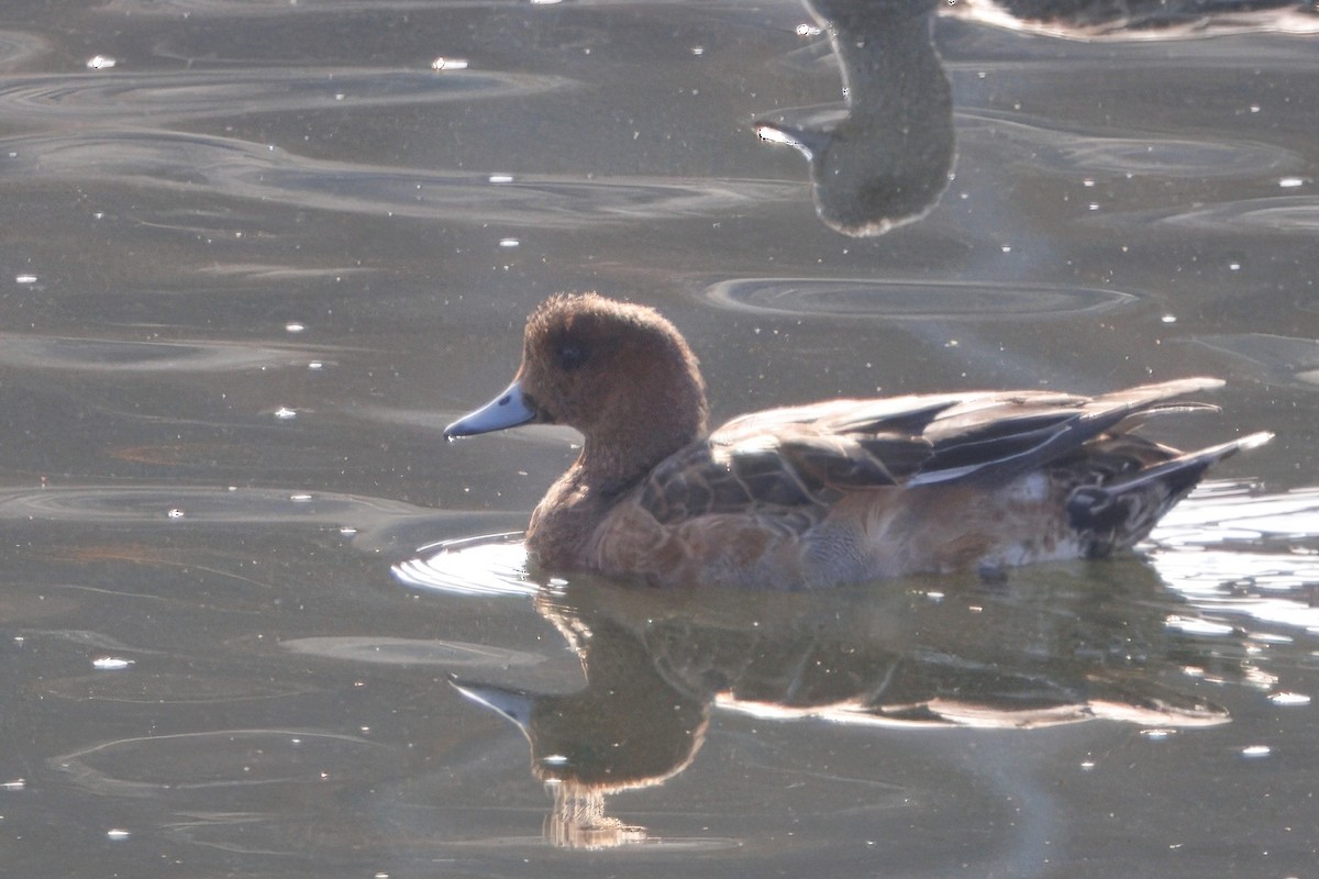 Canard siffleur - ML645584011